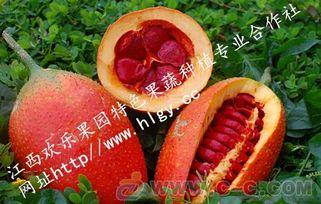 吃瓜天堂网,网络舆论的狂欢之地