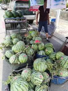 临沧网红吃瓜事件,揭秘网络舆论背后的真相与反思