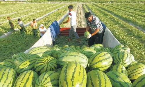 网红吃瓜爆料大全图片,揭秘娱乐圈幕后真相