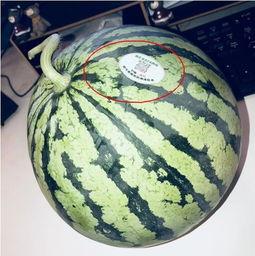 吃瓜网红啥意思,网络时代的娱乐风向标