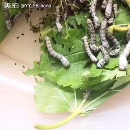 娱乐吃瓜酱蚕宝宝,揭秘娱乐圈那些不为人知的幕后故事